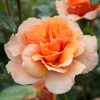 Heirloom Floribunda Roses, Live Own Root Plant for Outdoor Garden,