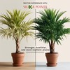 SiliKa Power – Premium Liquid Silica Plant Fertilizer and Supplement