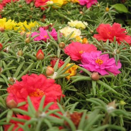 11000+ Portulaca Grandiflora Moss Rose Seeds Mixed Color Spreading for Planting Mexican Sun Rose Rock ROS Heat & Drought Tolerant Ground Cover Plant