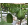 Fresh Apple Luffa Seeds - Muop Tao, Rare Heirloom Non-GMO