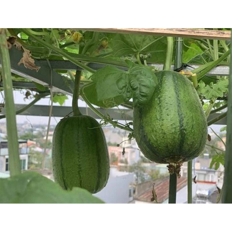 Fresh Apple Luffa Seeds - Muop Tao, Rare Heirloom Non-GMO