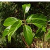 Buy Rare Seeds Elaeocarpus floribundus | Indian Olive | Jalpai
