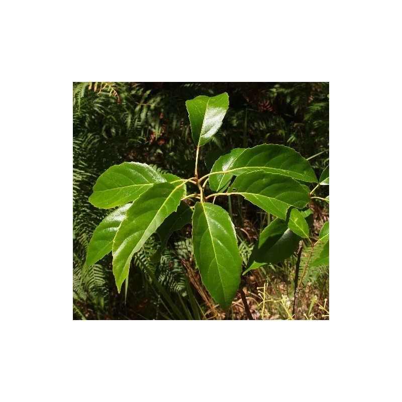 Buy Rare Seeds Elaeocarpus floribundus | Indian Olive | Jalpai