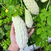 ZEshops 15pcs White Pearl Bitter Gourd Seeds Heirloom Balsam Pear