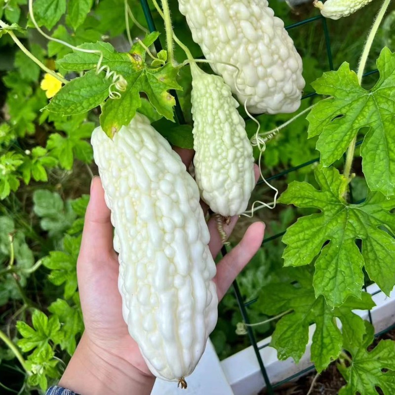 ZEshops 15pcs White Pearl Bitter Gourd Seeds Heirloom Balsam Pear