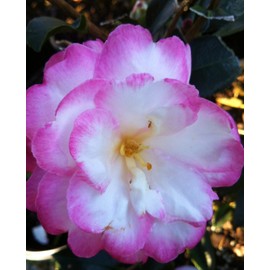 9.25 in Pot - 'Leslie Ann' Camellia