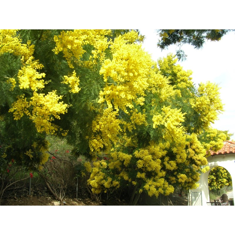 Fresh Acacia Golden Wattle Tree Seed fresh 30 seeds for