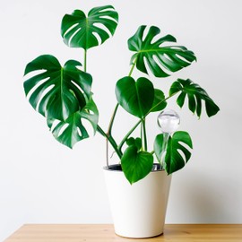 Relaxdays Watering Balls, Set of 5, Thirst Balls for Plants, 250 ml, Plastic, Watering Ball, 28 x 8 cm, Transparent