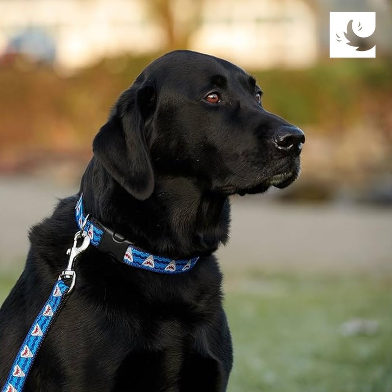 RC Pets Fun, Durable, Sporty Dog Leash-6 Feet x 1/2