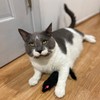 SPOT Shaggy Plush Ferret - Interactive Rattle and Catnip Fuzzy