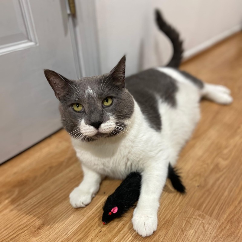 SPOT Shaggy Plush Ferret - Interactive Rattle and Catnip Fuzzy