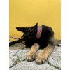 Dakini Collar Artesanal para Perro con Acabados de Lujo. Extra