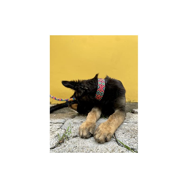 Dakini Collar Artesanal para Perro con Acabados de Lujo. Extra