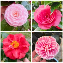 Mixed Camellia Seeds for Planting -20Pcs Non-GMO Heirloom Camellia Seeds Rate Landscaping Plant