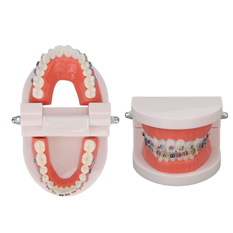 Teeth Dental Demonstration Model, Dental Typodont Tooth Model with Orthodontic
