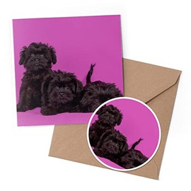 1 x Greeting Card & 10 cm Round Sticker Set - Affenpinscher Black Dog Puppy - Birthday Thank You Friend Lover Fan Mum Dad Kids #12466