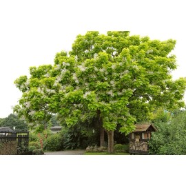 CZ Grain Catalpa Tree Seeds for Planting - 100 Seeds - Stunning Flowers, Large Leaves