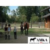 AMKA Short Girth Saddle Girth Faux Fur Padded 4 Way