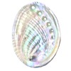 1 Piece Striped Abalone Shell, Abalone Shell Bowl 4-4.5 inches,