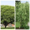 Willow 10 Globe Willow & 10 Corkscrew Tree Cuttings -