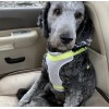 Boots & Barkley Standard Mesh Comfort Reflective Dog Harness Size