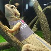 CUSOZWO Bearded Dragon Harness and Leash Set - Cute Lizard