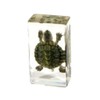 Striped Neck Turtle Acrylic Display Small