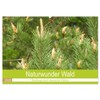 Naturwunder Wald (Wandkalender 2026 DIN A2 quer), CALVENDO Monatskalender: Der