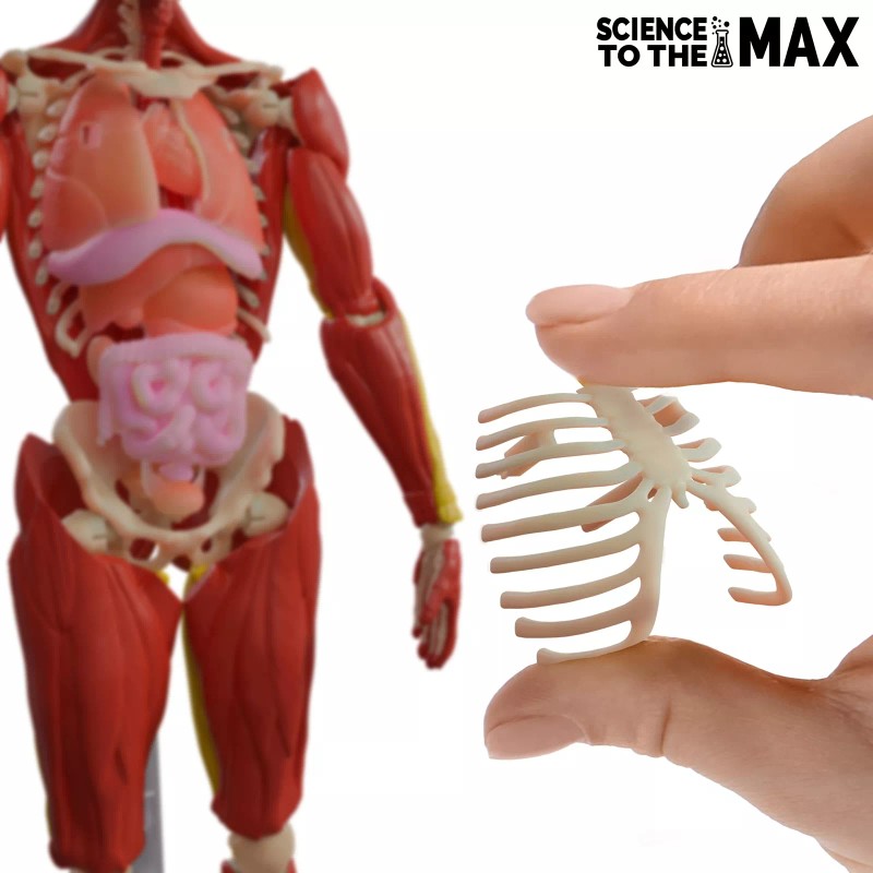 Be Amazing! Toys Interactive 3D Human Body Puzzle Model STEM