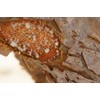 Luban Chew Incense - Laboratory Tested & Large Grain -