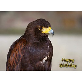 Harris Hawk Bird of Prey Birthday Card