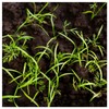 Everwilde Farms - 1 Lb Bouquet Dill Herb Seeds -
