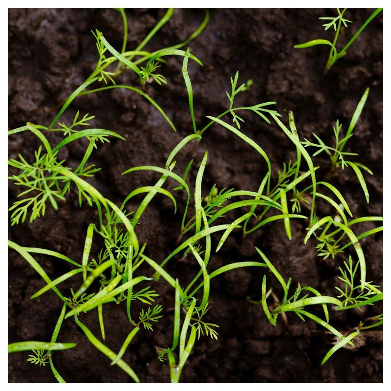 Everwilde Farms - 1 Lb Bouquet Dill Herb Seeds -