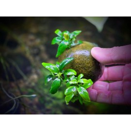 Anubias Minima - live aquatic plants - freshwater plant - fishtank epiphyte
