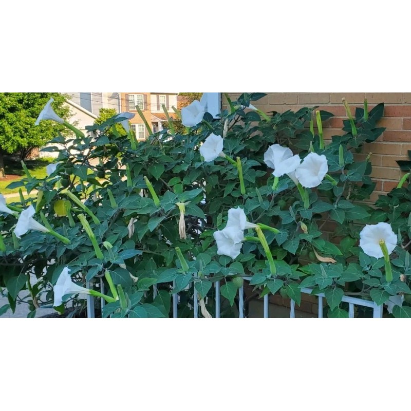 Home Grown 170÷180 Seeds. Datura Stramonium, Jimson Weed, Thorn Apple