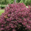 2 Gallon Proven Winners Weigela Wine & Roses Shrub