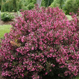 2 Gallon Proven Winners Weigela Wine & Roses Shrub