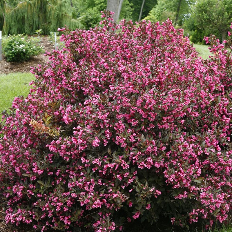 2 Gallon Proven Winners Weigela Wine & Roses Shrub