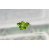 Duckweed (Lemna Minor) - 100/200/500 Live Plants (500) by Aqua