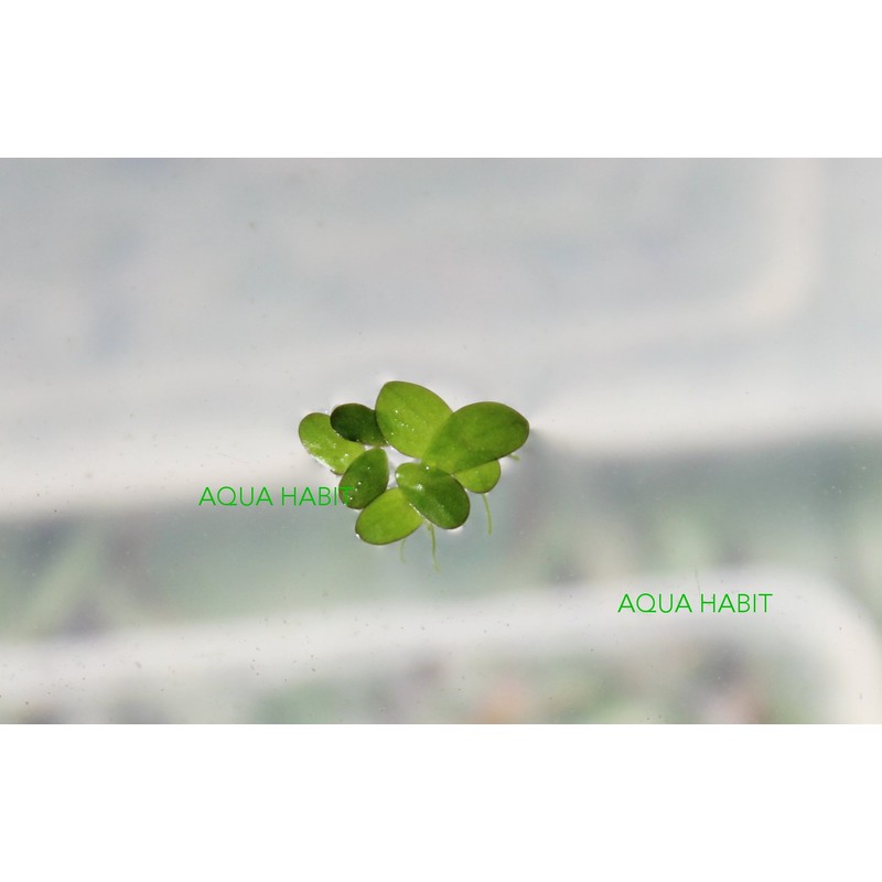 Duckweed (Lemna Minor) - 100/200/500 Live Plants (500) by Aqua
