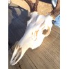 Mega-Buck Products EUROPEAN SKULL BLEACHING(whit