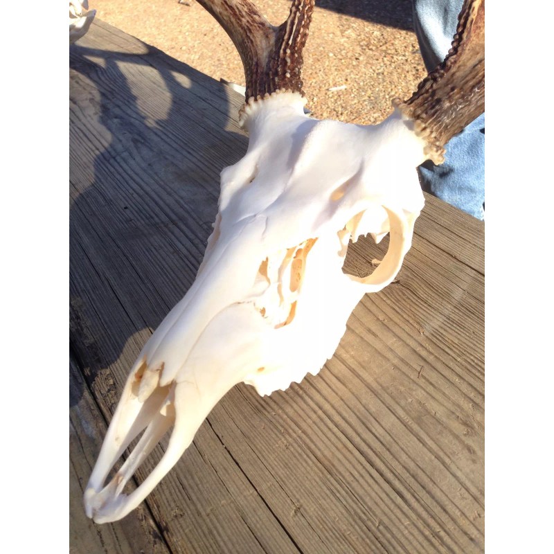 Mega-Buck Products EUROPEAN SKULL BLEACHING(whit