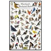 Where's Wildlife Maryland's Backyard Birds Poster - Maryland Bird Chart