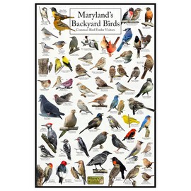 Where's Wildlife Maryland's Backyard Birds Poster - Maryland Bird Chart Highlighting Birds At Your Bird Feeder (8" x 12")
