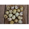 12 fertile Coturnix quail eggs