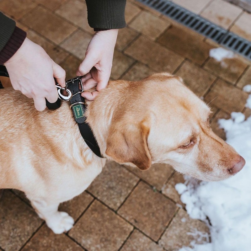 Hunter Convenience Comfort Dog Collar Plastic Material Neoprene 60 L