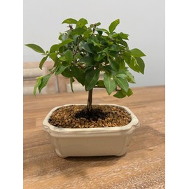 Indoorbonsaiandexotics Dwarf Weeping Cherry Tree in 6inch Pot Flowers and Fruits Real Cherries