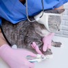 Cat Muzzle, Cat Mask, Mesh Mouth, Cat, Simple, Transparent, Breathable,