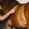 Horse Grooming Kit Mane and Tail Detangler - Equestrian Bristle