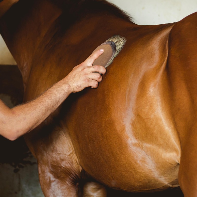 Horse Grooming Kit Mane and Tail Detangler - Equestrian Bristle